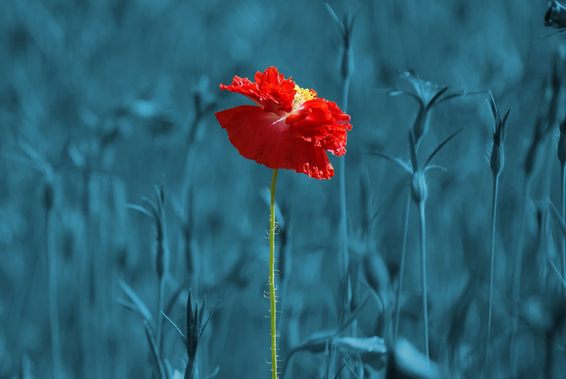 A vibrant red poppy flower stands alone in a field, set against a backdrop of blue-tinted foliage and stems, creating a striking contrast. The petals are slightly ruffled, and the flower is prominently centered.