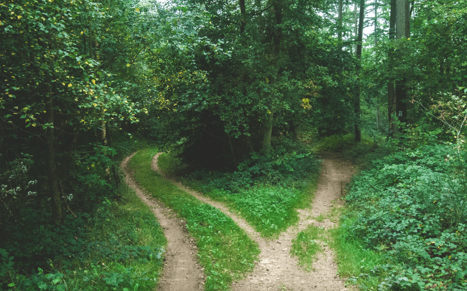 A lush forest scene with two diverging dirt paths surrounded by dense green foliage and tall trees. The paths are narrow and lined with grass, leading deeper into the woods under a canopy of leaves.