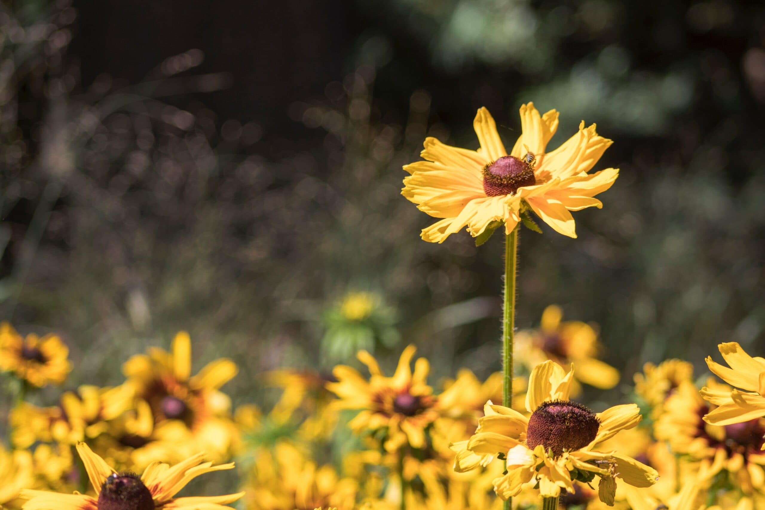 A vibrant field of yellow flowers with dark centers blooms under the sunlight. The focus is on a tall flower in the foreground, with more flowers blurred in the background, creating a warm and cheerful scene.