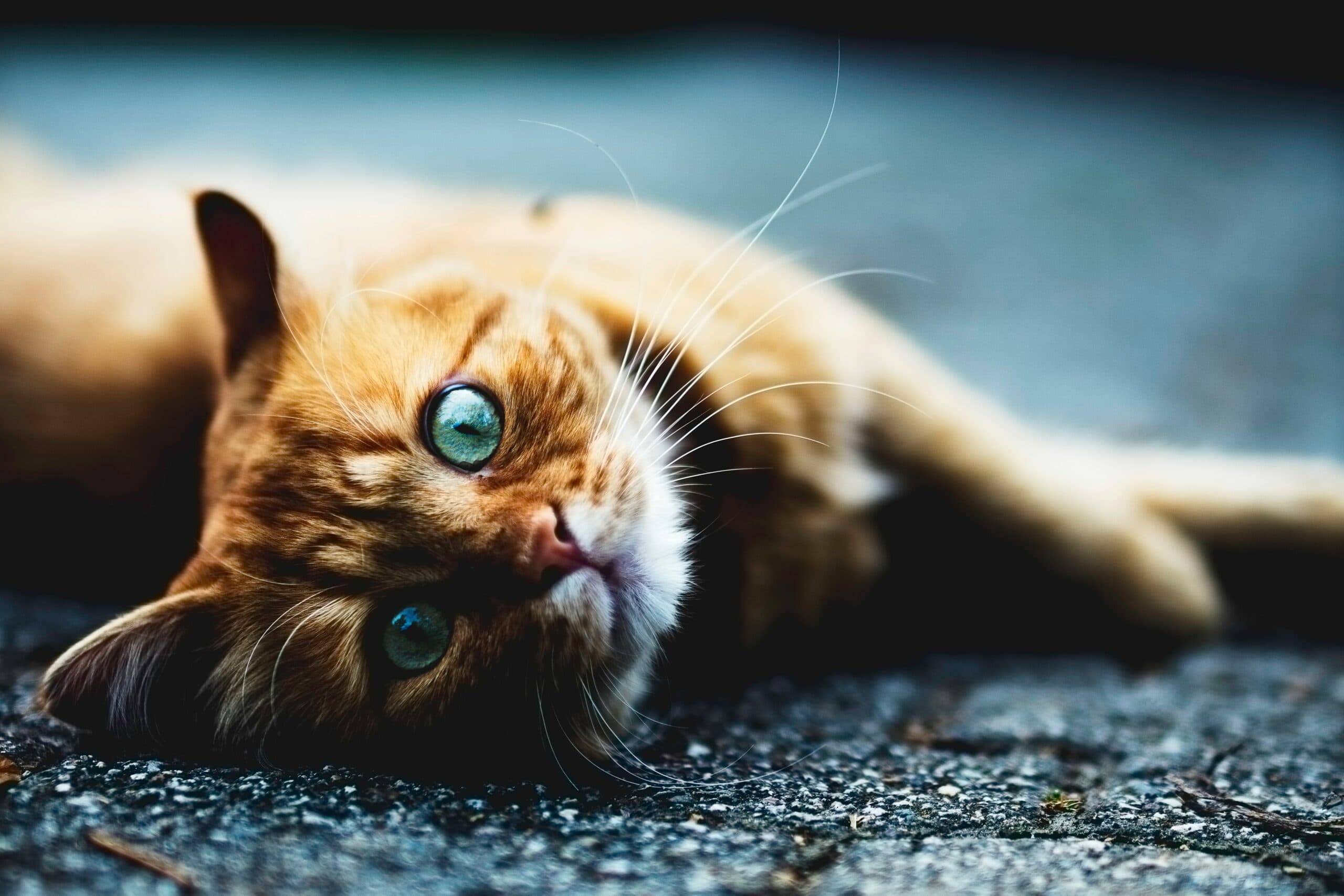 A ginger cat with striking blue eyes lies on its side on a textured surface, gazing calmly at the camera. The close-up captures its soft fur and long whiskers, set against a blurred background.