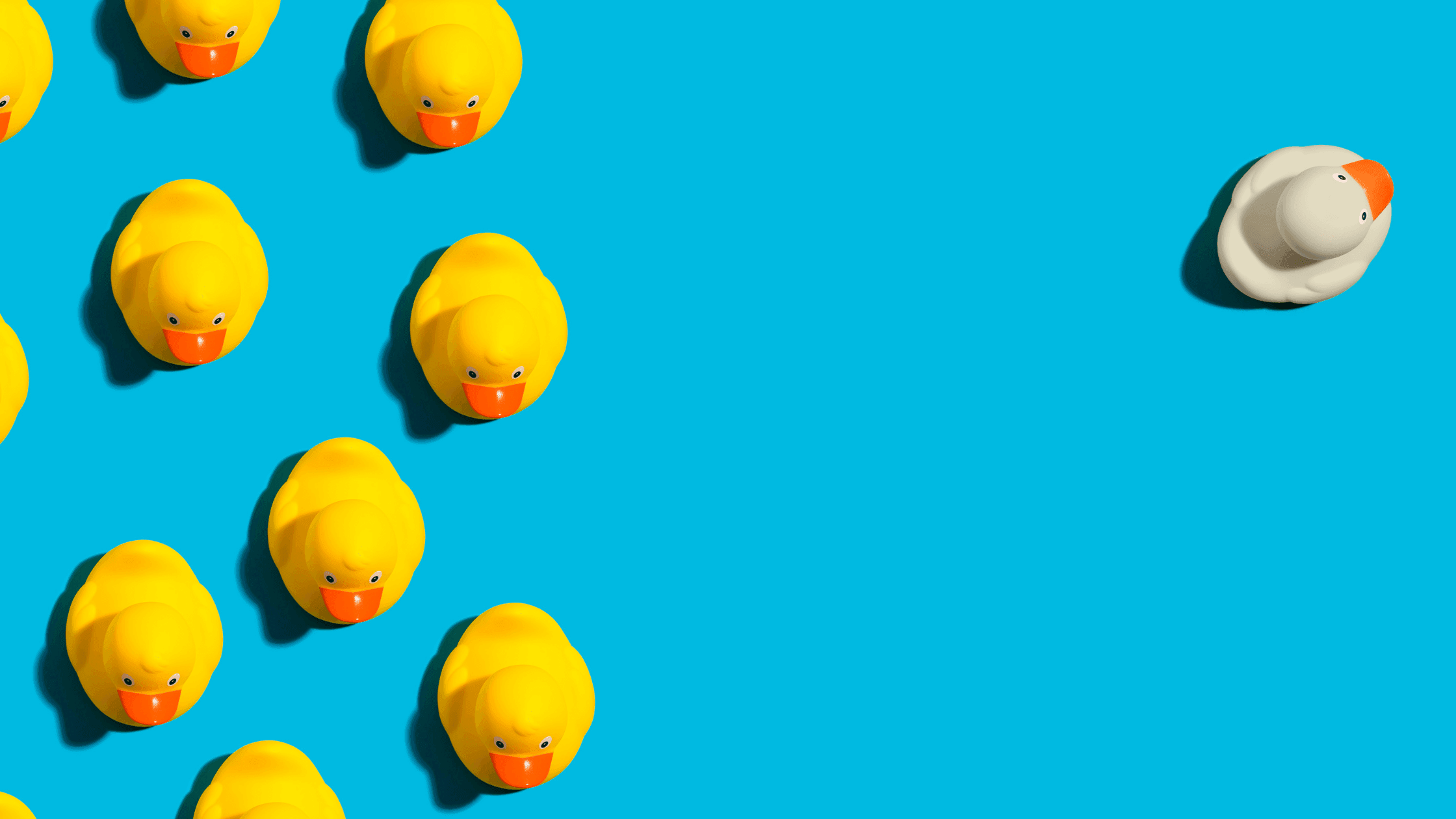 A group of yellow rubber ducks is clustered on the left against a bright blue background. A single white rubber duck is on the right, separated from the group.