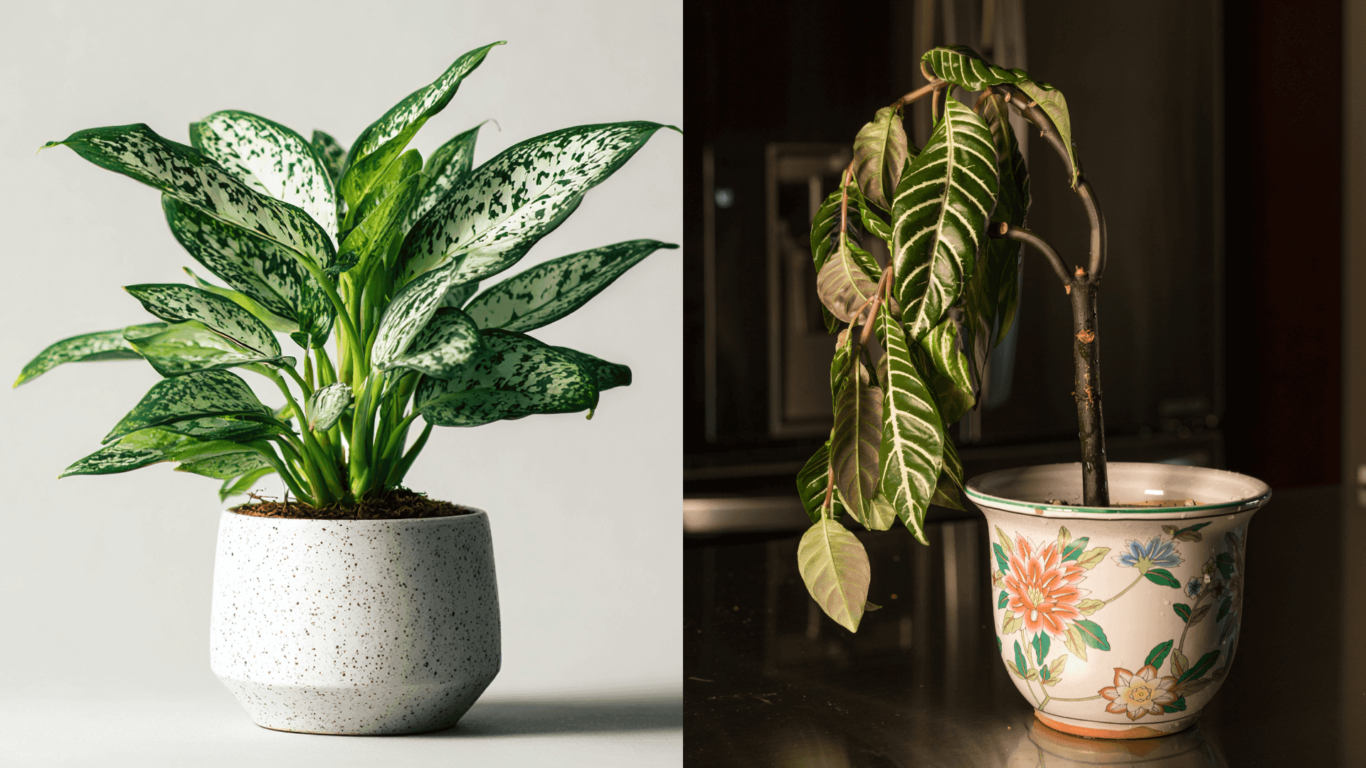 A healthy green potted plant on the left sits next to a wilted plant with drooping leaves in a floral-patterned pot on the right.