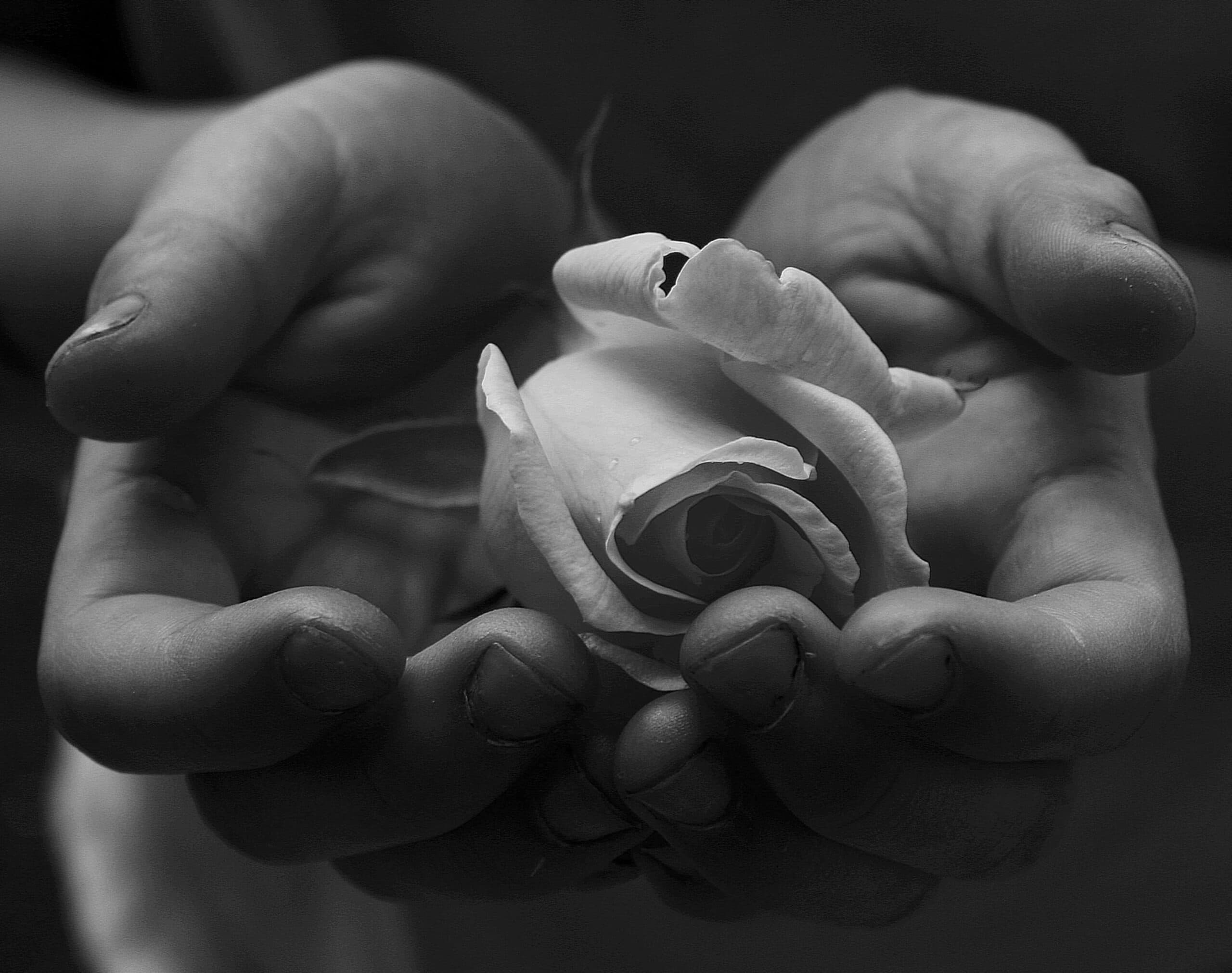 Black and white image of a persons hands gently cupping an open rose. The hands appear slightly dirty, contrasting with the delicate petals of the rose.