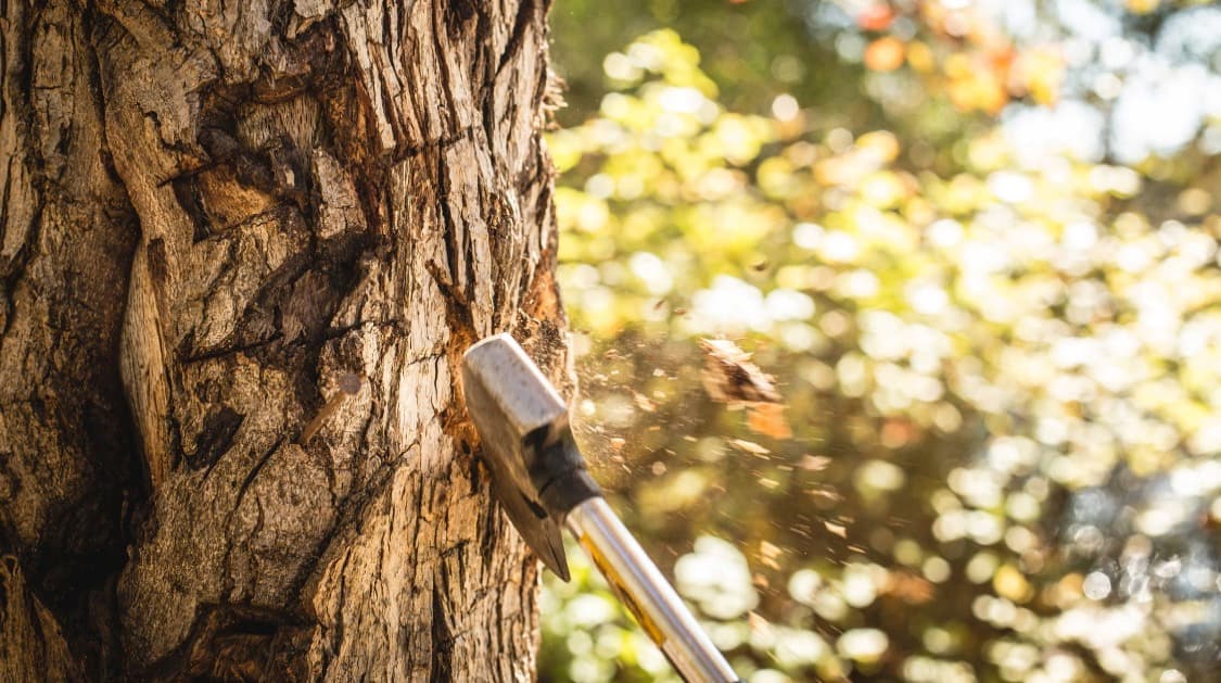 An axe is striking a tree trunk outdoors, with wood chips flying. The sunlit background features blurred greenery and hints of autumn colors.