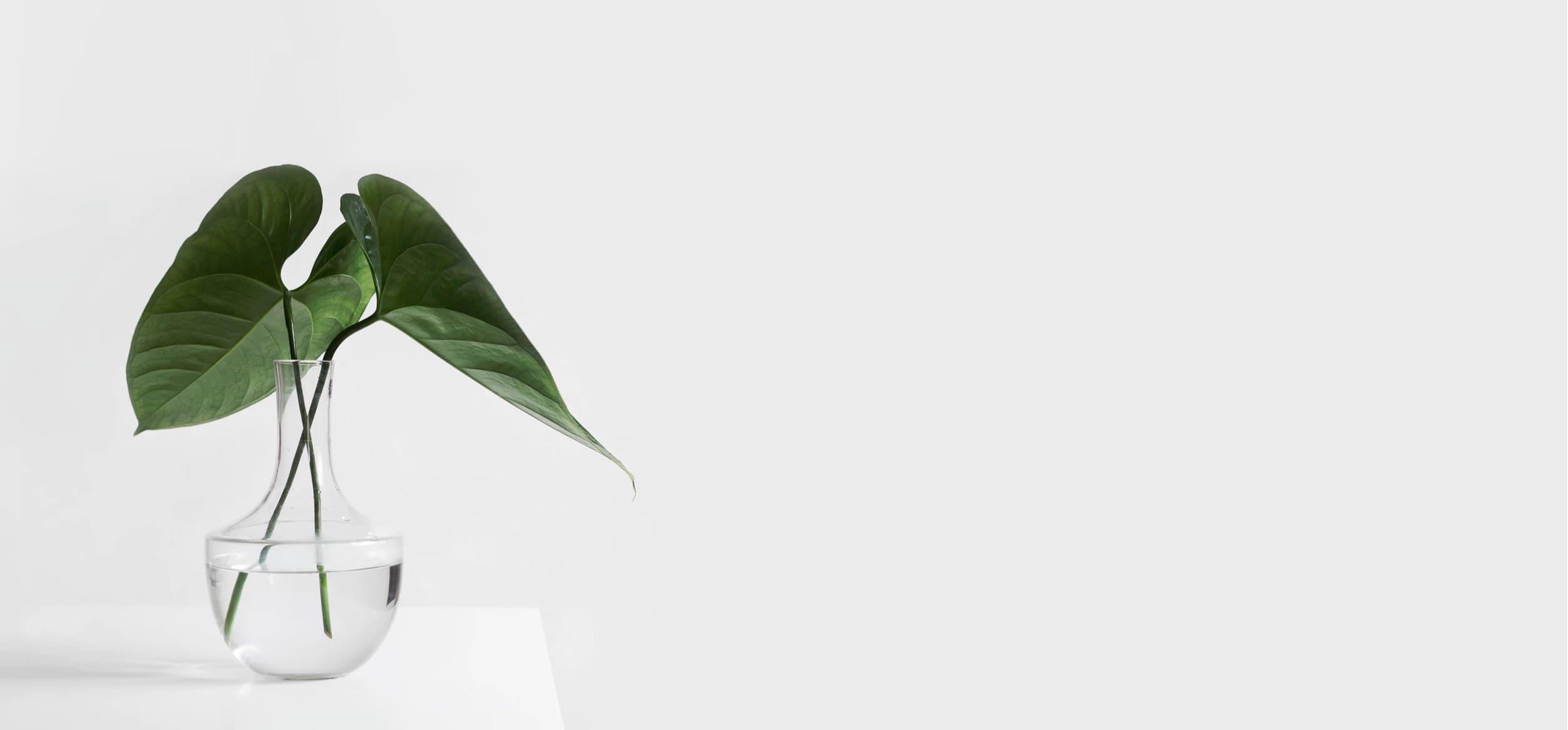 A single green plant with large leaves is placed in a transparent glass vase filled with water, resting on a white surface against a light gray background.